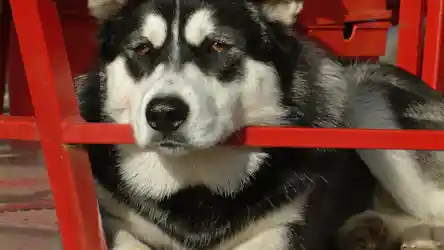 Black and white husky resting head on red metal chair bar, amber eyes looking forward