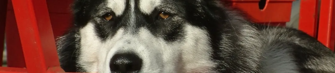 Black and white husky resting head on red metal chair bar, amber eyes looking forward
