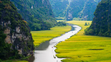 Boat on narrow river winding through yellow rice fields between steep green limestone cliffs