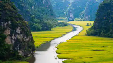 Boat on narrow river winding through yellow rice fields between steep green limestone cliffs