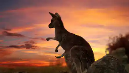 Kangaroo silhouette on a rock, one paw raised, against an orange‑purple sunset sky