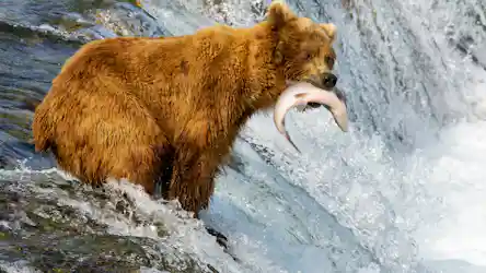Brown bear standing in rushing waterfall holding a caught salmon in its jaws