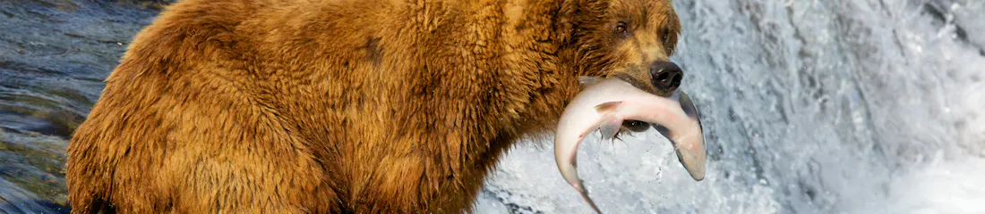 Brown bear standing in rushing waterfall holding a caught salmon in its jaws