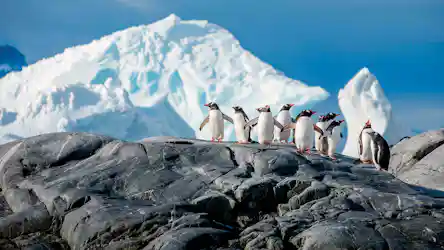 Group of gentoo penguins on rocky Antarctic shoreline with iceberg backdrop