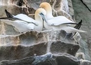 Two white gannets with yellowish heads touching beaks on a rocky, guano-streaked ledge