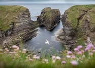 Seabird flying over narrow rocky inlet between grassy cliffs, pink wildflowers in foreground