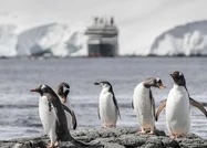 Six gentoo penguins on a rocky shore with icebergs and a research vessel offshore