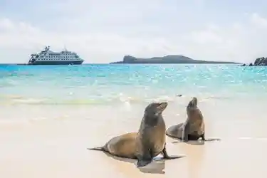 Two sea lions on a white sandy beach with turquoise water and a cruise ship offshore.