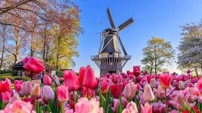 Traditional Dutch windmill behind a foreground of pink tulips under a clear blue sky