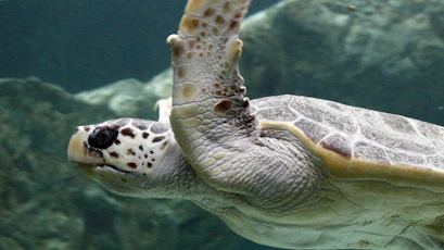 Underwater close-up of sea turtle with raised flipper, scaly neck and patterned shell