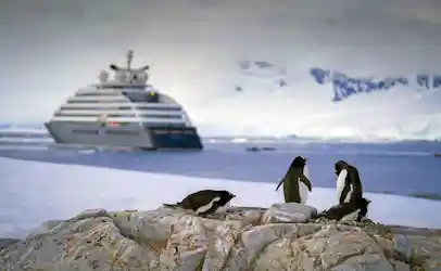 Four gentoo penguins on rocky shore with expedition cruise ship and icy Antarctic backdrop
