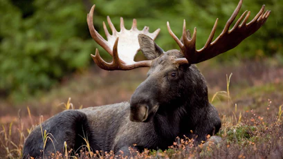 Bull moose with large velvet-shedding antlers grazing at the edge of a birch forest