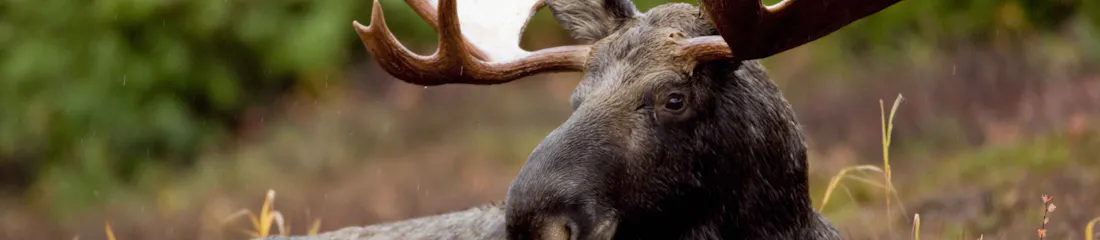 Bull moose with large velvet-shedding antlers grazing at the edge of a birch forest