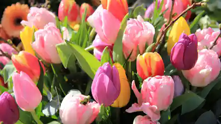 Close-up bouquet of pink, purple, yellow and red tulips with green leaves and dew