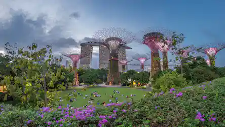 Supertree Grove lit purple at dusk with Marina Bay Sands behind and picnickers on lawn