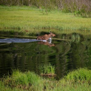 Moose wading across a marshy pond, reflected in dark water beside grassy banks