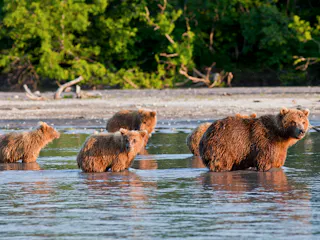 Adult brown bear with three cubs wading in shallow water along a tree-lined shore