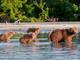 Adult brown bear with three cubs wading in shallow water along a tree-lined shore