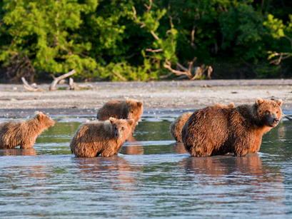 Adult brown bear with three cubs wading in shallow water along a tree-lined shore