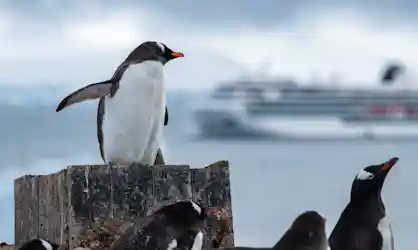 Gentoo penguin on a wooden post, flipper extended, cruise ship blurred in icy background