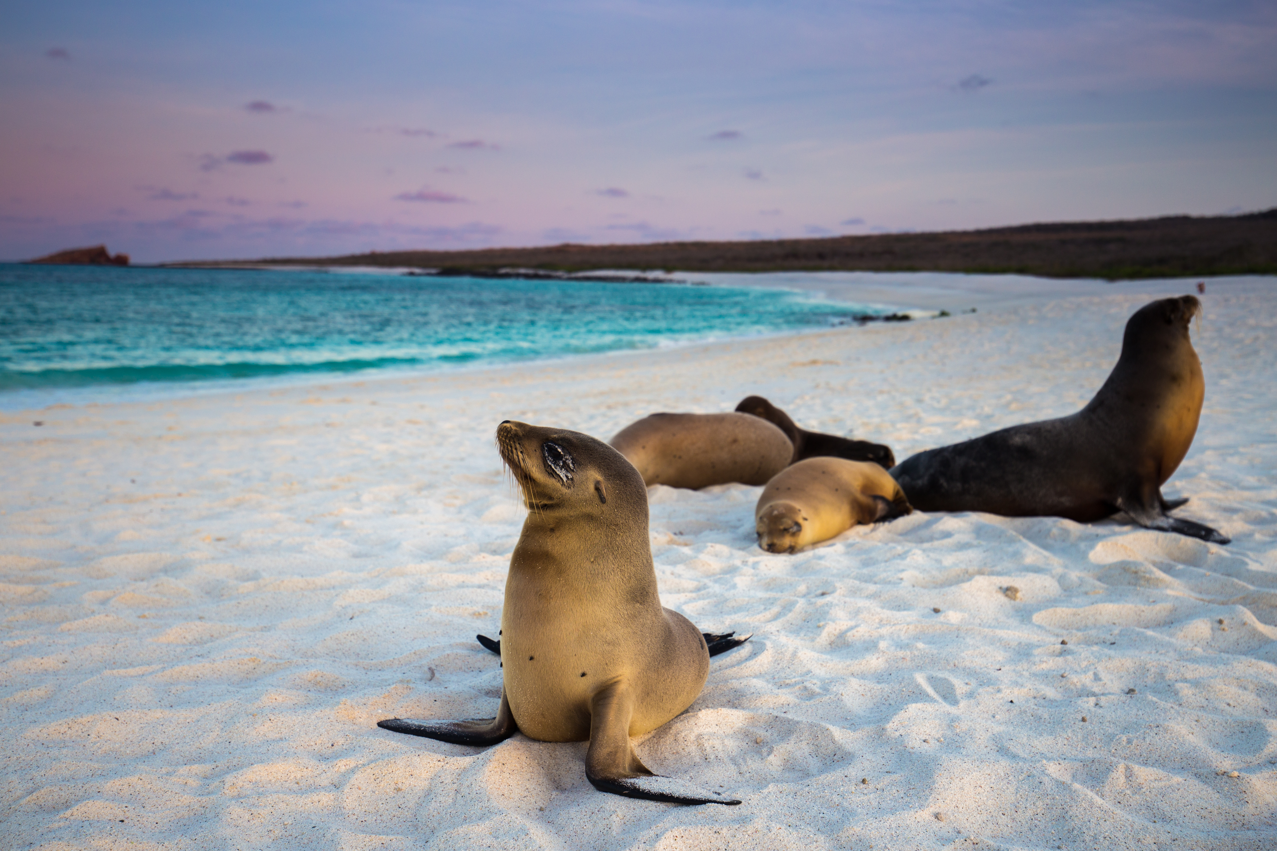 Sea lions lounging on white sand beach beside turquoise ocean under pastel sunset sky