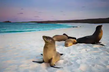 Sea lions lounging on white sand beach beside turquoise ocean under pastel sunset sky