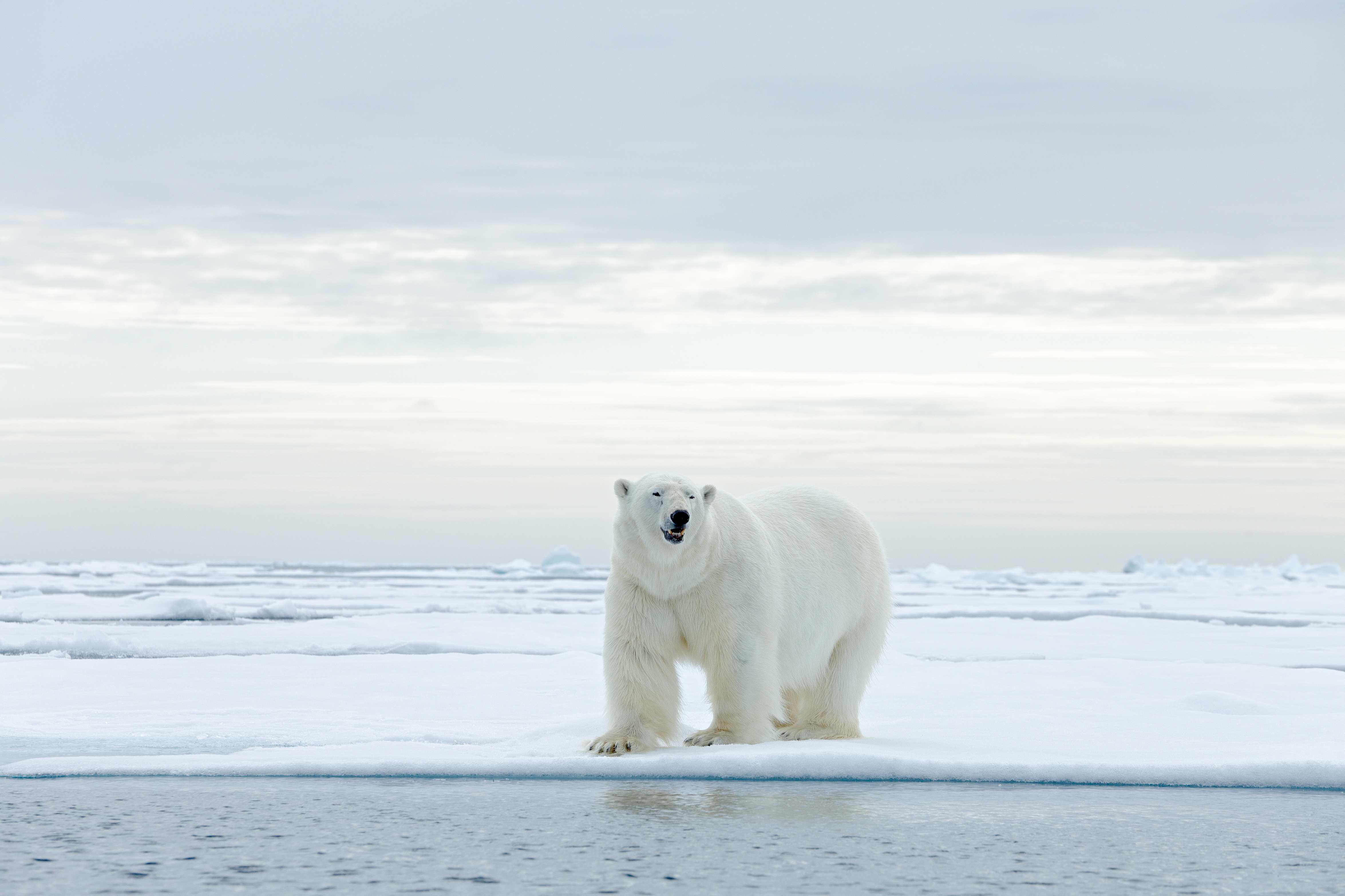 Polar bear facing camera, mouth slightly open, standing on Arctic sea ice by open water.