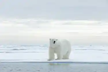 Polar bear facing camera, mouth slightly open, standing on Arctic sea ice by open water.