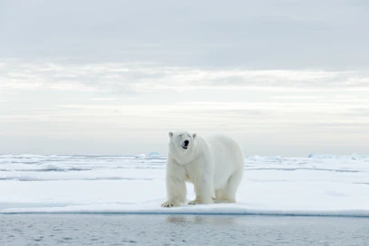 Polar bear facing camera, mouth slightly open, standing on Arctic sea ice by open water.