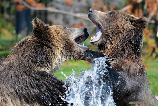 Two brown bears fighting in a river