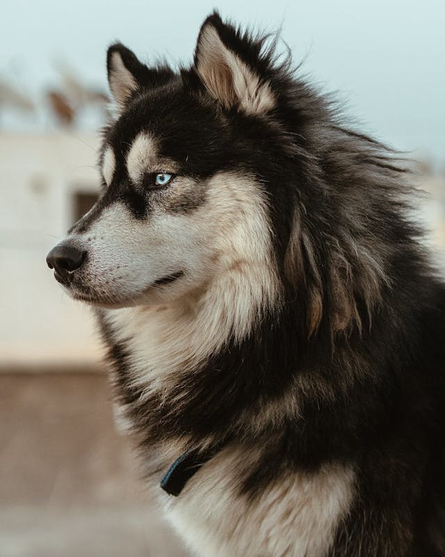 Alaskan husky dog