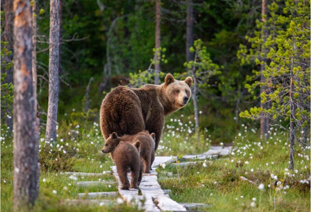 Brown bear with cubs walking in forest